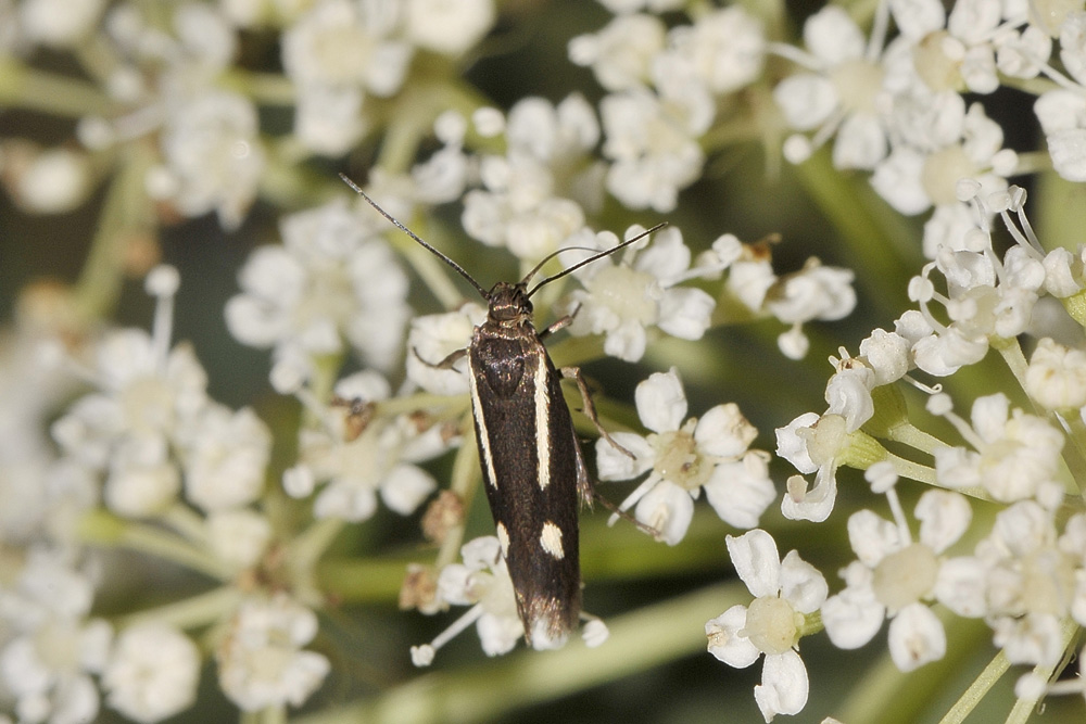 Scythris knochella